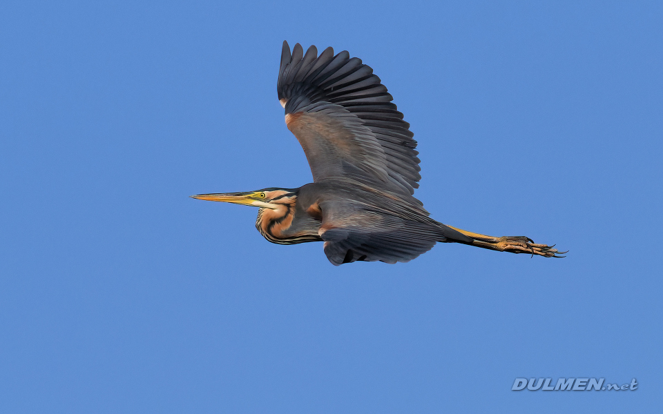 Purple heron (Ardea purpurea)